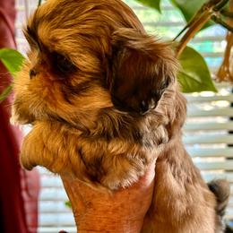 Rocco - Brindle and white male Shih Tzu puppy in Victorville, California from Precioustzus