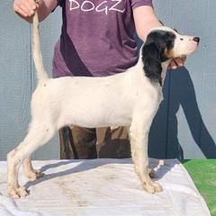 English Setter Puppies from Woodsway Kennel