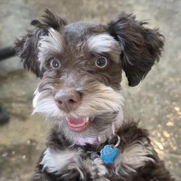 Twinkie - Miniature Schnauzer