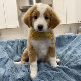 Maple - Red female Bernedoodle puppy in Herriman, Utah from Rose canyon doodles