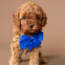 Boy 3 - Apricot male Cavapoo puppy in Seymour, Missouri from Grace Acres Puppies