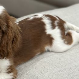 Cavalier King Charles Spaniels from Farmhouse Cavaliers NC