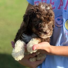 Cocoa - Red tri-color female Aussiedoodle puppy in Eastman, Georgia from Dood B Ranch