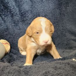 Sapphire - Caramel red female Labradoodle puppy in Fostoria, Michigan from North Country Kennel Club