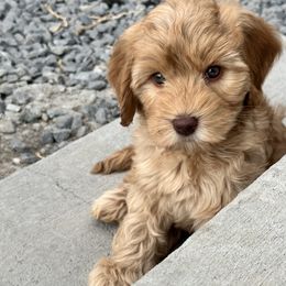 Australian Labradoodle Puppies from Sun Canyon Australian Labradoodles