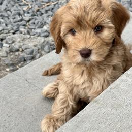 Australian Labradoodle Puppies from Sun Canyon Australian Labradoodles