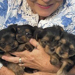Yorkshire Terriers from Cookie's Puppies