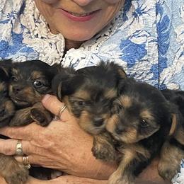 Yorkshire Terriers from Cookie's Puppies