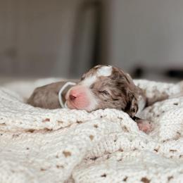 Nori - Chocolate merle female Bernedoodle puppy in Maricopa, Arizona from Desert Ridge Doodles