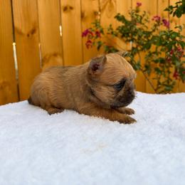 Girl 1 - Belge female Brussels Griffon puppy in Durant, Oklahoma from Trademark Brussels Griffon
