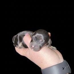 Skye - Black and cream female Dachshund puppy in Wellford, South Carolina from Crowder Doxies