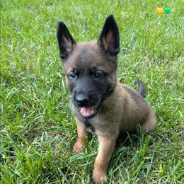 Happy - Fawn male Belgian Malinois puppy in Signal Mountain, Tennessee from Torgun Police Dogs