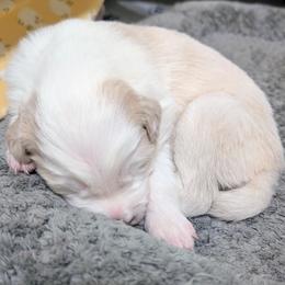 Belle - White and gold female Border Collie puppy in Ashford, Alabama from Double4farms