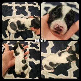 Vegas - Black male Dachshund puppy in Poplar Bluff, Missouri from DT Dachshunds