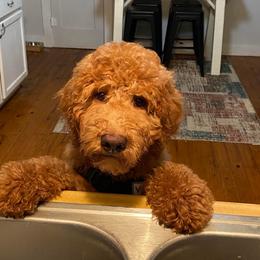 Goldendoodle and Poodle All Grown Up from Ransone’s Ridge Runners Poodles and Doodles