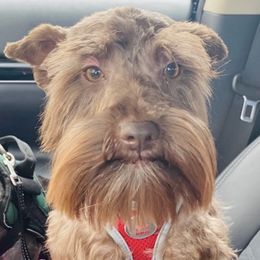 Miniature Schnauzers from Poole Schnauzers