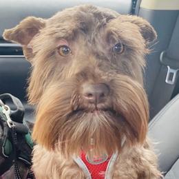 Miniature Schnauzers from Poole Schnauzers