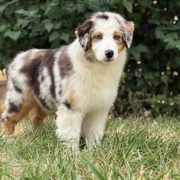 Cashew - Blue merle male Australian Shepherd puppy in Touchet, Washington from Windust Kennels
