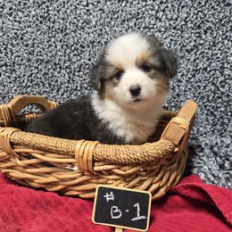 1 Boy - Black and tan male Pembroke Welsh Corgi puppy in Harrisburg, Illinois from Parish Corgis