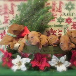 Cirneco dell’Etna Puppies from d'Lea Cirnechi