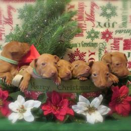 Cirneco dell’Etna Puppies from d'Lea Cirnechi