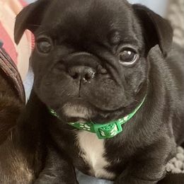 French Bulldog Puppies from Diamond Shores French Bulldogs