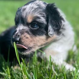 MISS FRIZZLE - Blue merle female Australian Shepherd puppy in Christiana, Tennessee from Vaught Family Farm