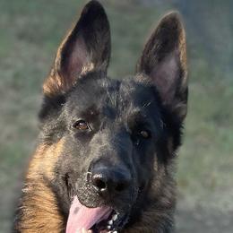 B2 - German Shepherd