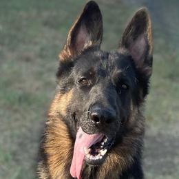 B2 - German Shepherd