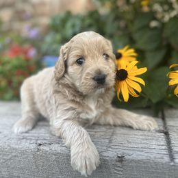 Goldendoodle Puppies from Jess’ Golden Doodles