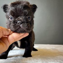 Yogi The Bear - Tricolors male French Bulldog puppy in Porter, Texas from Whatabulldog