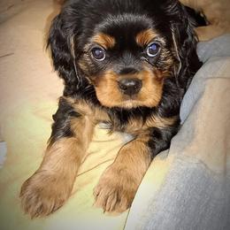 Cavalier King Charles Spaniel Puppies from 7 Bridges Cavaliers