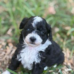 Checkers - Parti male Poodle puppy in Wharton, Texas from In the Red Poodles