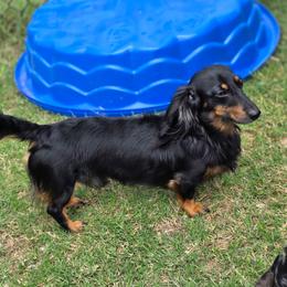 KOBE - Dachshund
