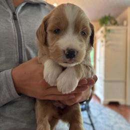 Girl 2 - Apricot female Goldendoodle puppy in Mattawan, Michigan from Doodifuldoods