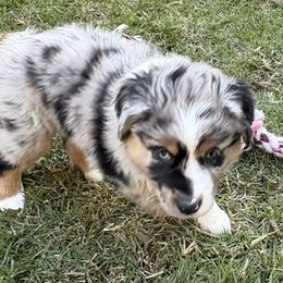 Miniature Australian Shepherd Puppies from Austin Aussies by Jody