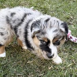 Miniature Australian Shepherd Puppies from Austin Aussies by Jody