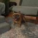 Wicket