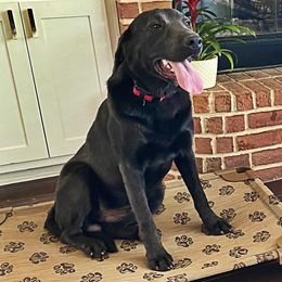 Dilute Retrievers from Excelsior Labradors