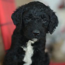 Majerle (Mar-lee) - Black male Goldendoodle puppy in Mesa, Arizona from Wrigley's Doodles