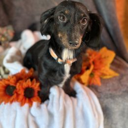 Pippy - Dachshund