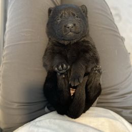 Orange-Hex - Black female German Shepherd puppy in Medical Lake, Washington from Nine Realms German Shepherds