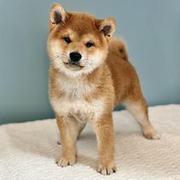 Isaac - Red male Shiba Inu puppy in Trenton, Nebraska from Prairie Shibas
