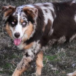 Crimson - Australian Shepherd