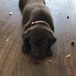 Dilute Retriever and Labrador Retriever Puppies from CKB Labradors