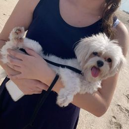 Draco - Maltese