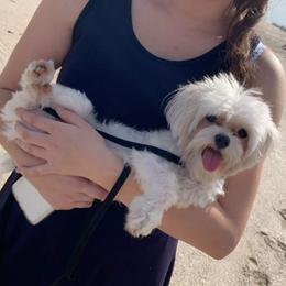 Draco - Maltese