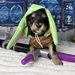 Mr. Potato Head - Tri-color male Bernedoodle puppy in Lake Panasoffkee, Florida from Donnas Deluxe Doodles LLC