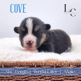 Cove - Black and tan male Pembroke Welsh Corgi puppy in Pine Village, Indiana from NL Horsemanship
