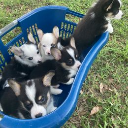 American Corgi and Pembroke Welsh Corgi Puppies from Swell Corgis